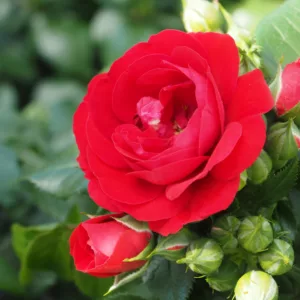 Rosa hybrid Tiamo Flower Circus®