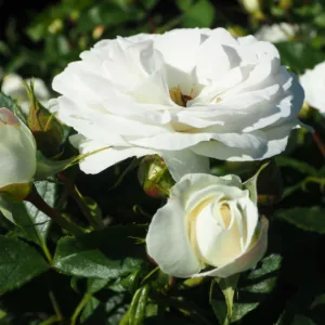 Rosa hybrid Iceberg Flower Circus®