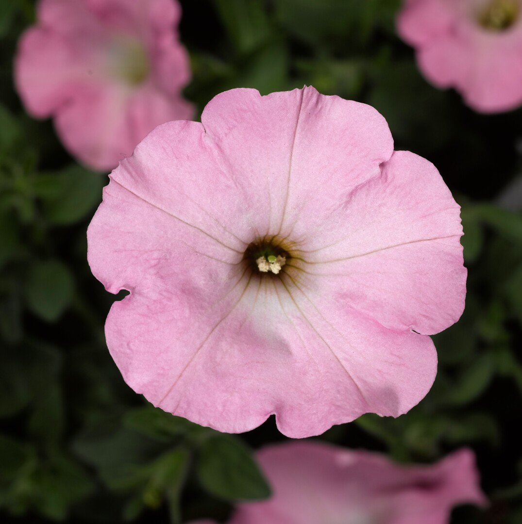 Petunia hybrid Sanguna® Sweet Pink