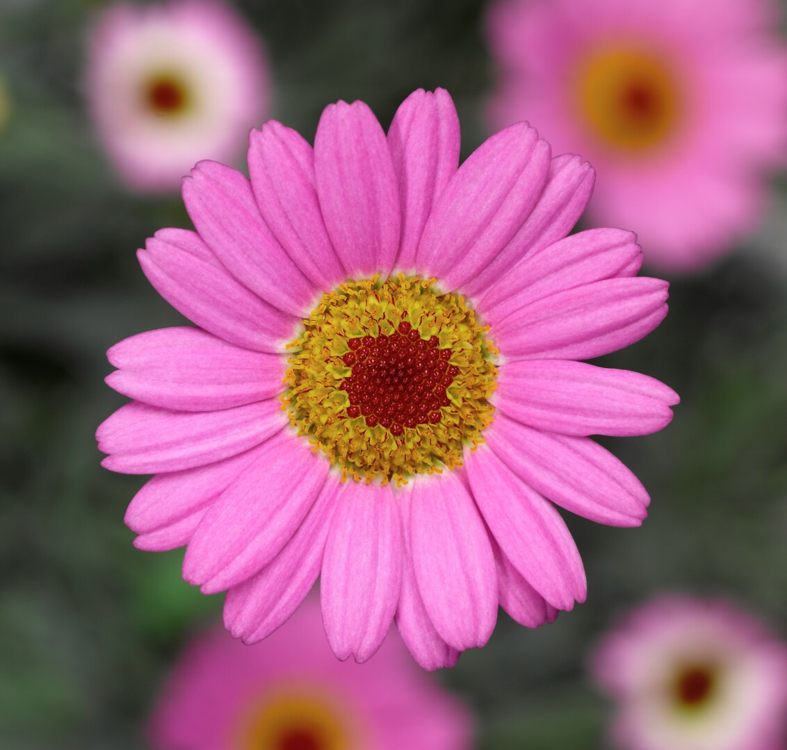 Argyranthemum frutescens Molimba® M Pink