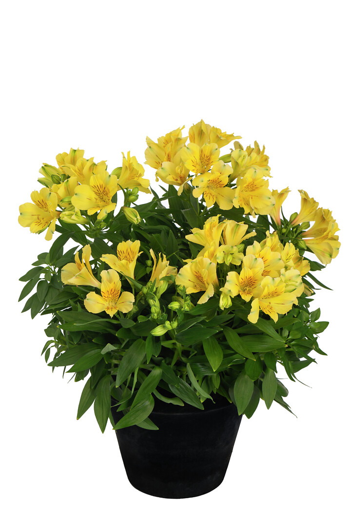 Alstroemeria hybrid Inticancha® Havana