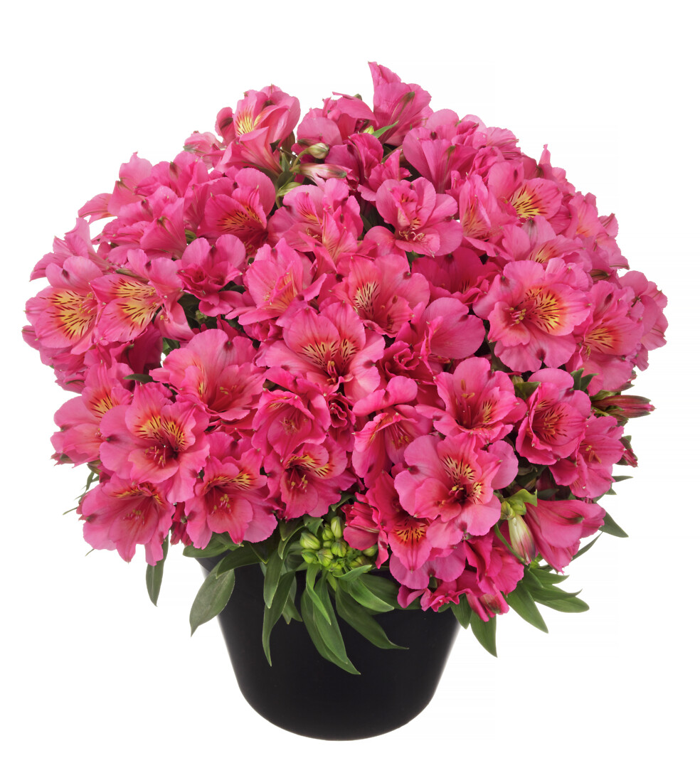Alstroemeria hybrid Inticancha® Malaga