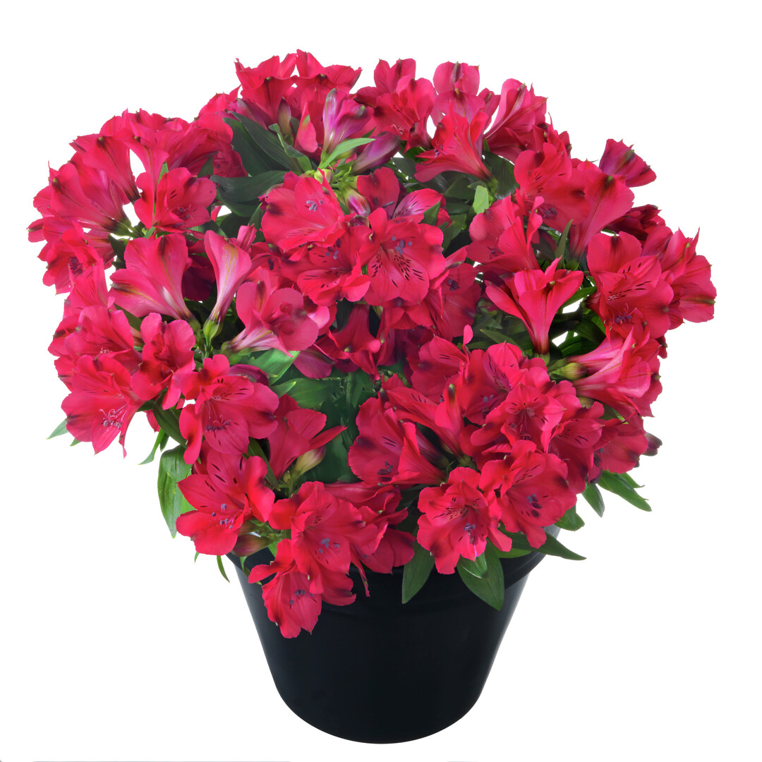 Alstroemeria hybrid Inticancha® Valletta