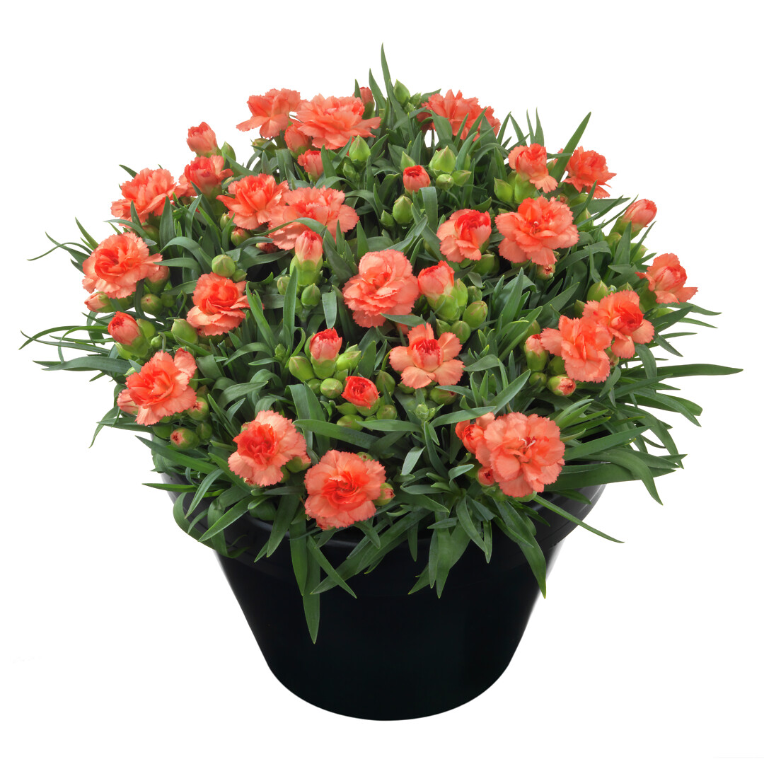 Dianthus caryophyllus Sunflor® Cody