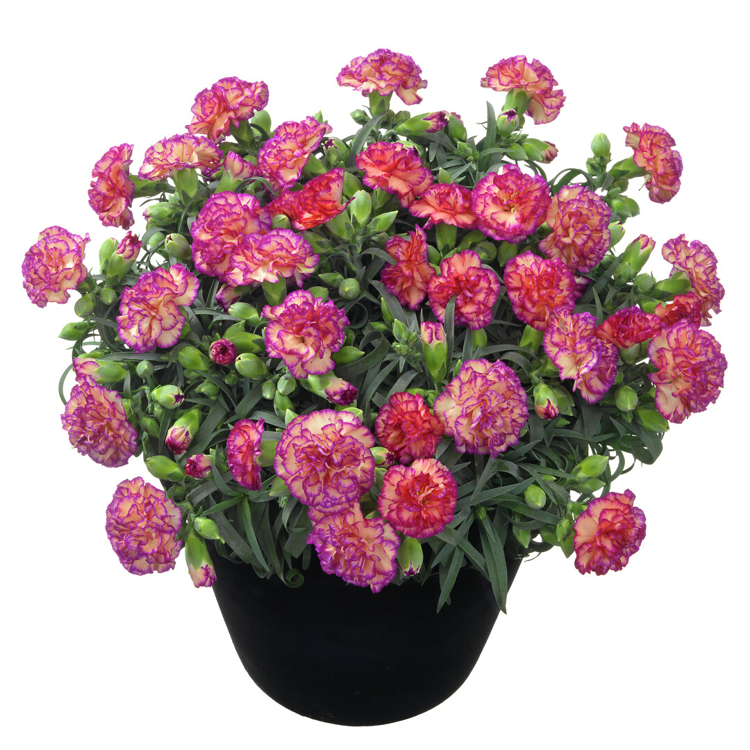 Dianthus caryophyllus Flow® Glen Bay