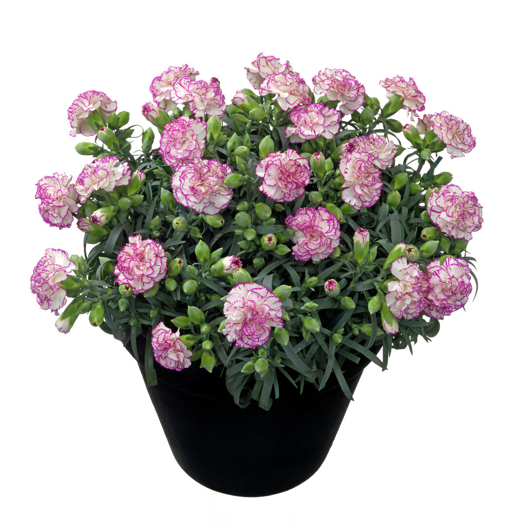 Dianthus caryophyllus Flow® Shark Bay