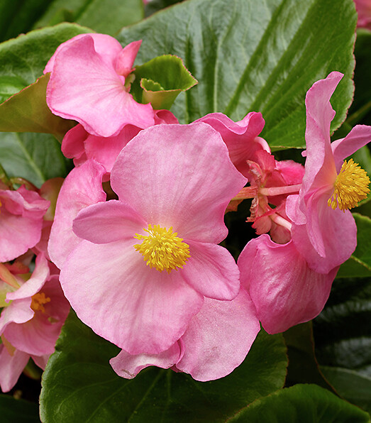 Begonia semperflorens Tophat Pink