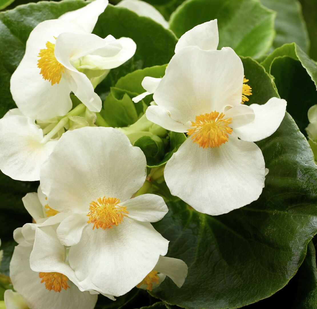 Begonia semperflorens Tophat White