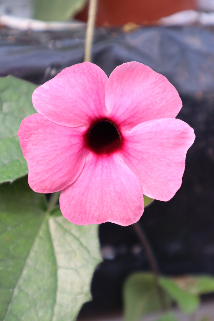 Thunbergia alata Sunny Susy® Rose Sensation