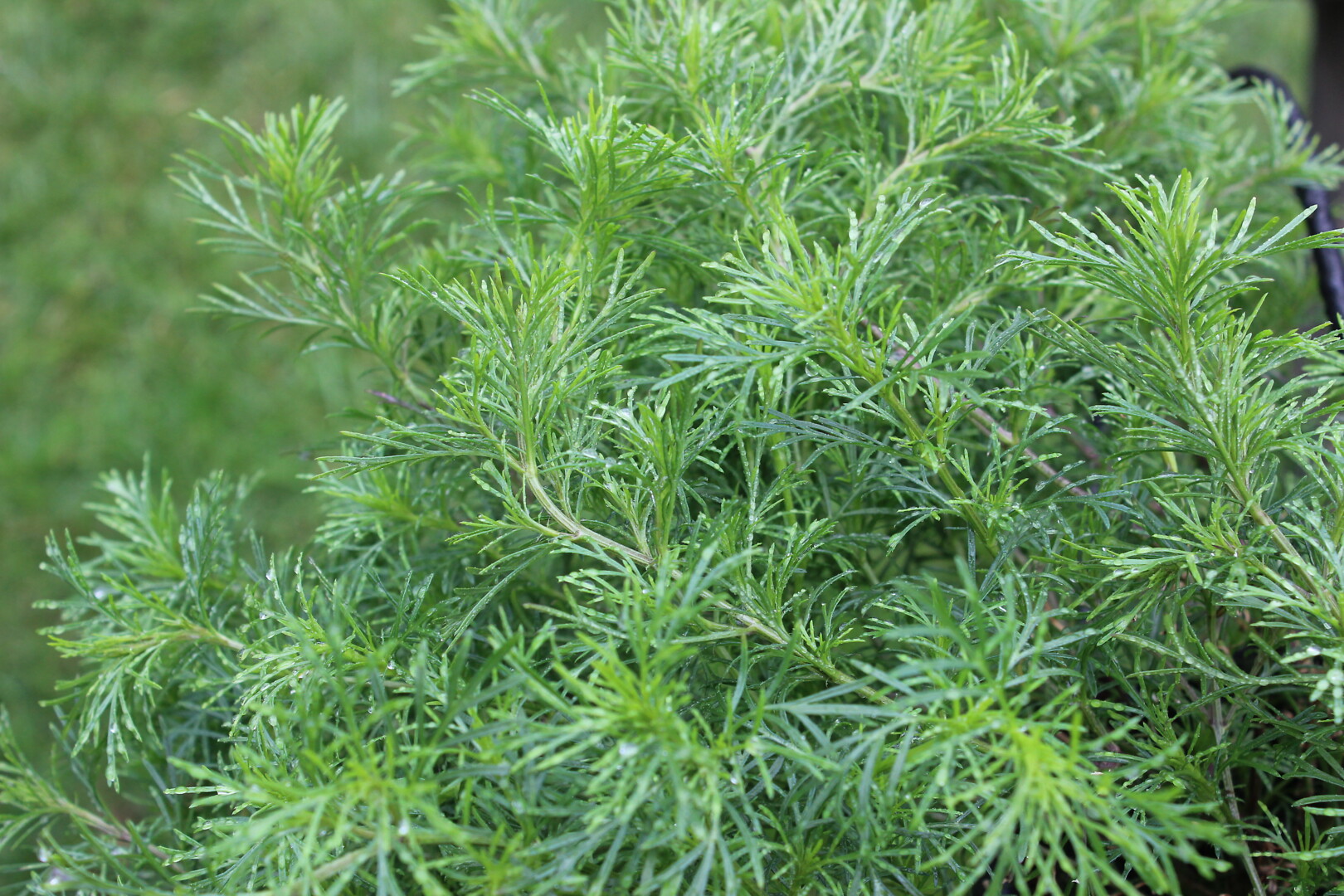Tagetes filifolia Irish Lace