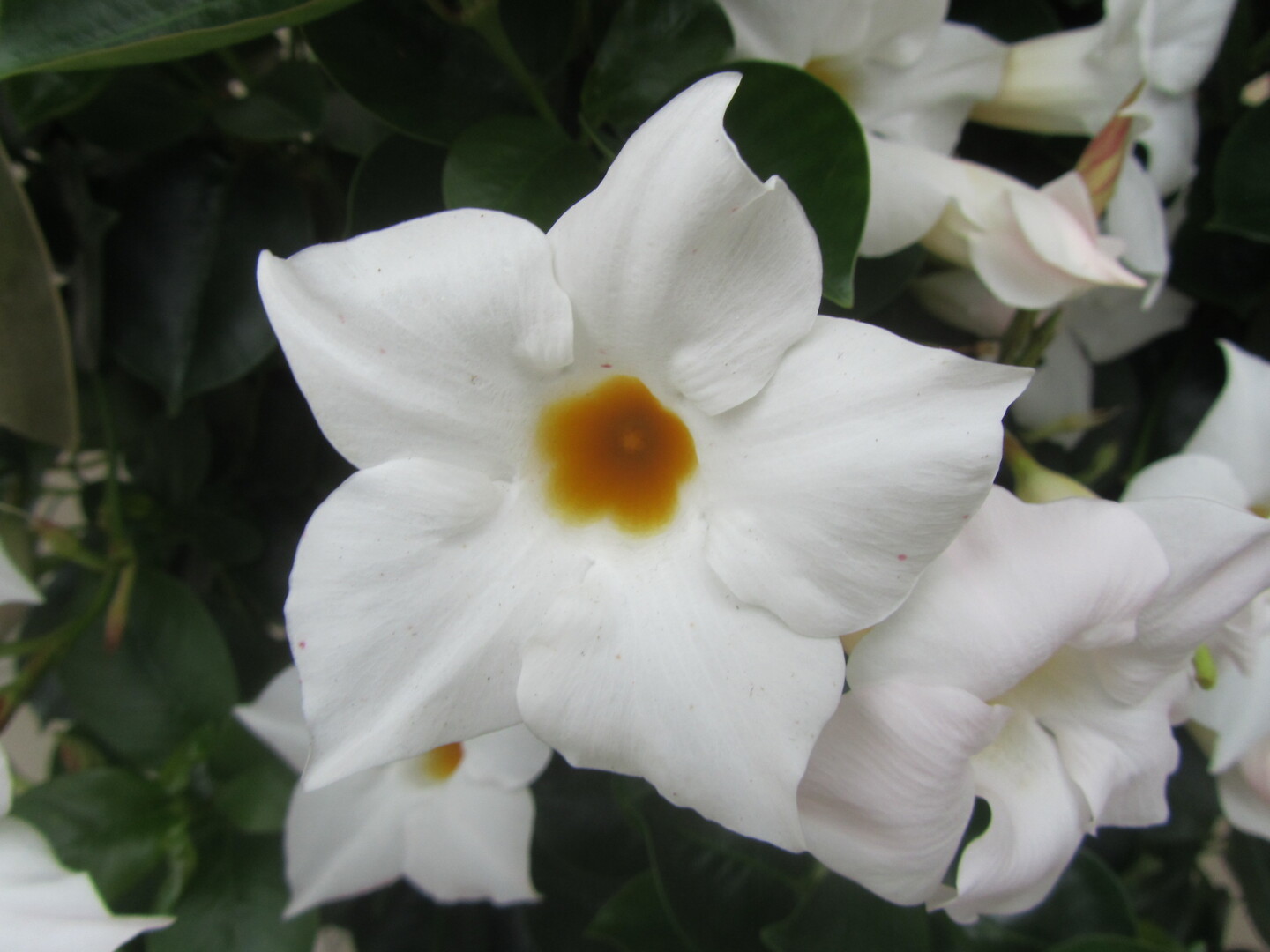 Mandevilla sanderi Sundaville® Classic White Imp