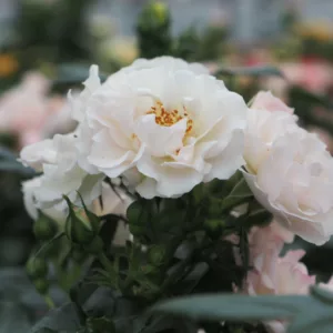Rosa hybrid Dronning Margrethe
