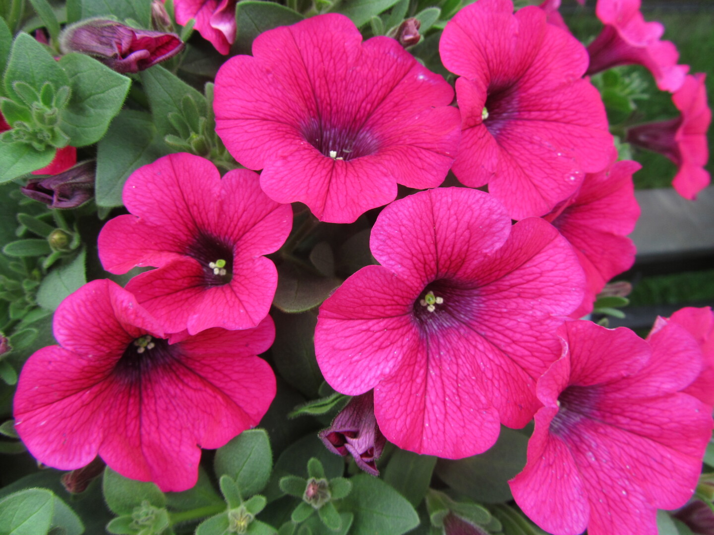 Petunia hybrid Sweet Pleasure® Hot Pink