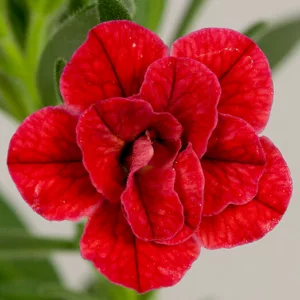 Calibrachoa Sweetbells® Double Red