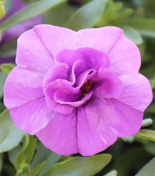Calibrachoa Sweetbells® Double Sky Blue