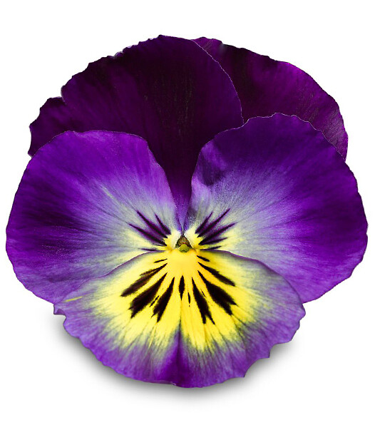 Viola wittrockiana Delta® Blue Morpho