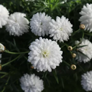 Argyranthemum frutescens Honeybees® Double White