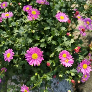Brachyscome x Multifida Fresco™ Candy