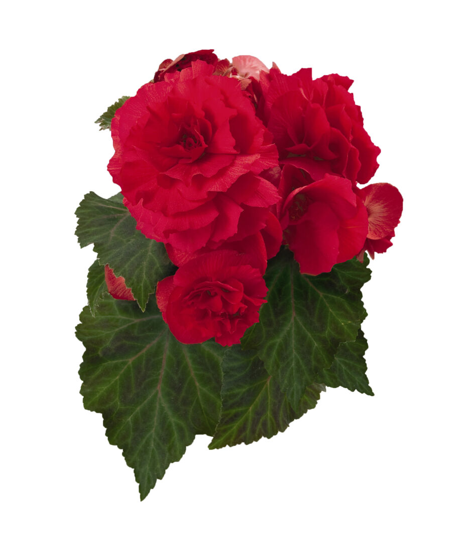 Begonia tuberhybrida Nonstop Deep Rose