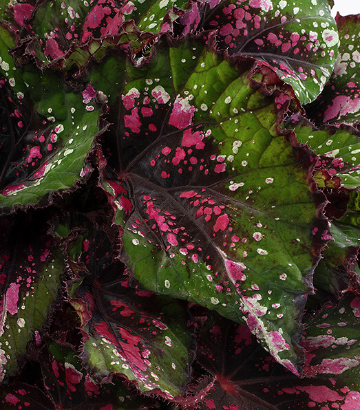 Begonia rex hybrid Beleaf® Alaska Creek