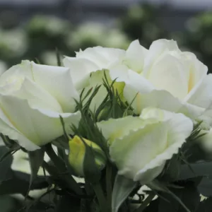 Rosa hybrid Sweet Baby®