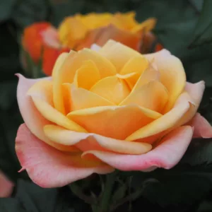 Rosa hybrid Sweet Family®