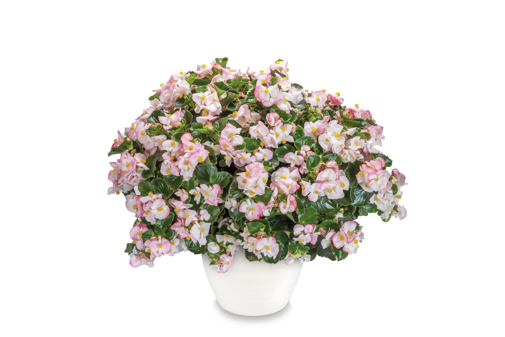 Begonia semperflorens Tophat Rose Bicolor