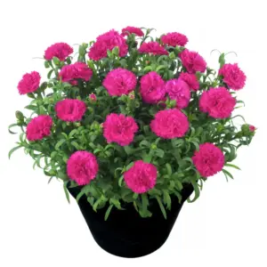 Dianthus caryophyllus Sunflor® Skylar