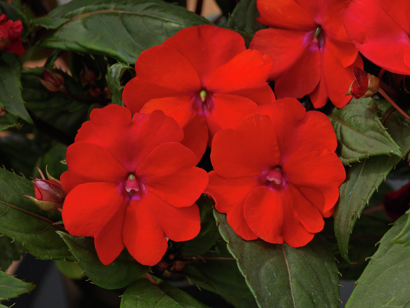 Impatiens x Neu-Guinea SunPatiens® Compact Red