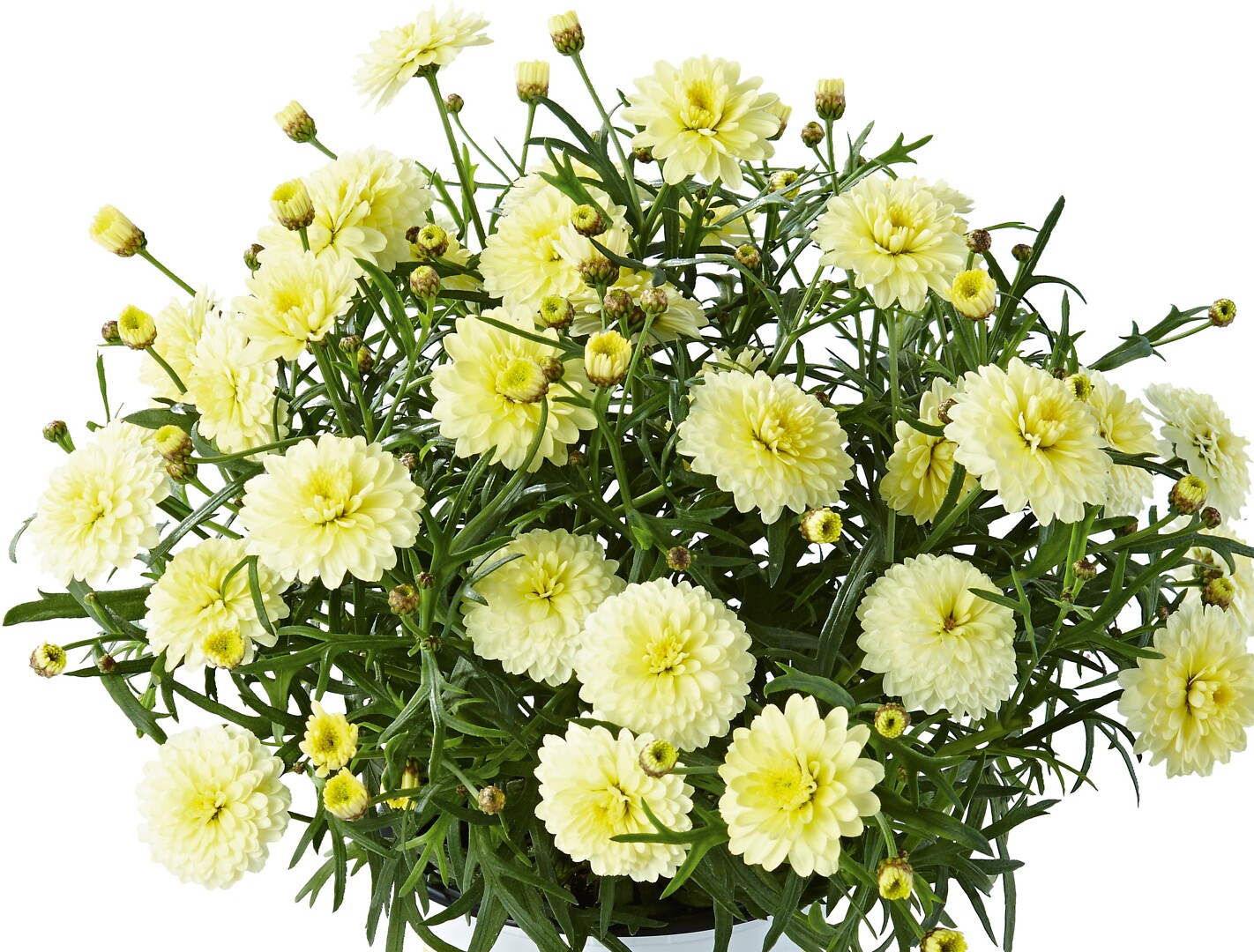 Argyranthemum frutescens Percussion® Double Yellow