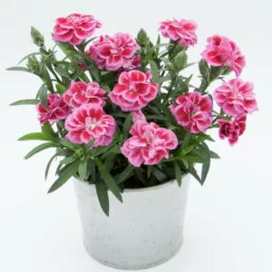 Dianthus caryophyllus Oscar® Violet and Pink