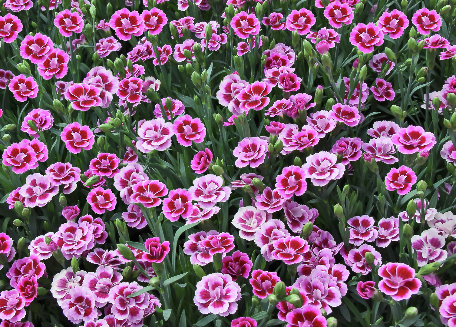 Dianthus caryophyllus Pink Kisses®