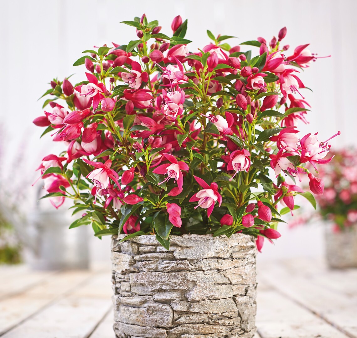 Fuchsia cultivars Summermelody® Carmine-White