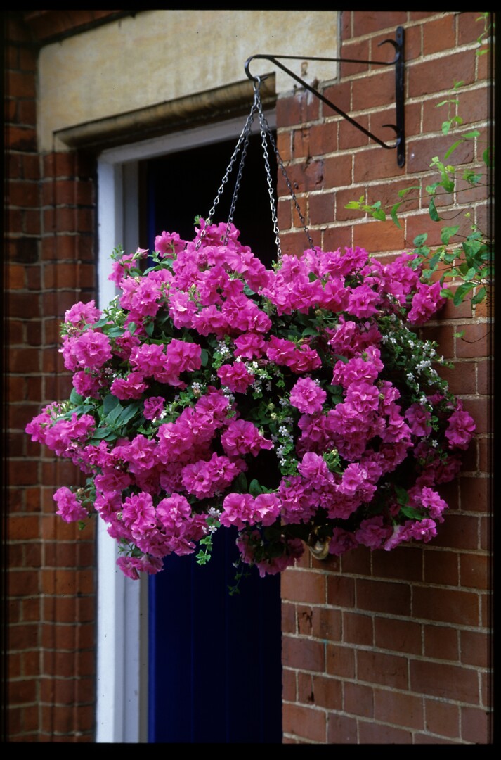 Petunia hybrid Tumbelina® Candyfloss