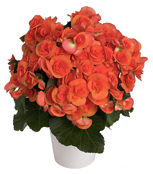 Begonia elatior Reina XL®