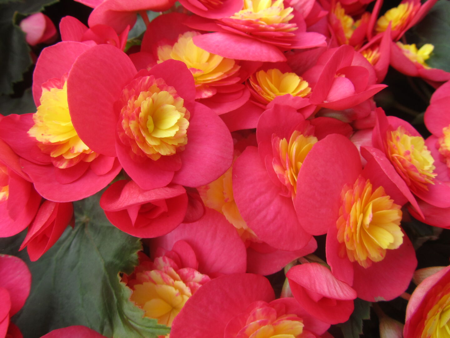 Begonia elatior hybrid Valentino Pink®