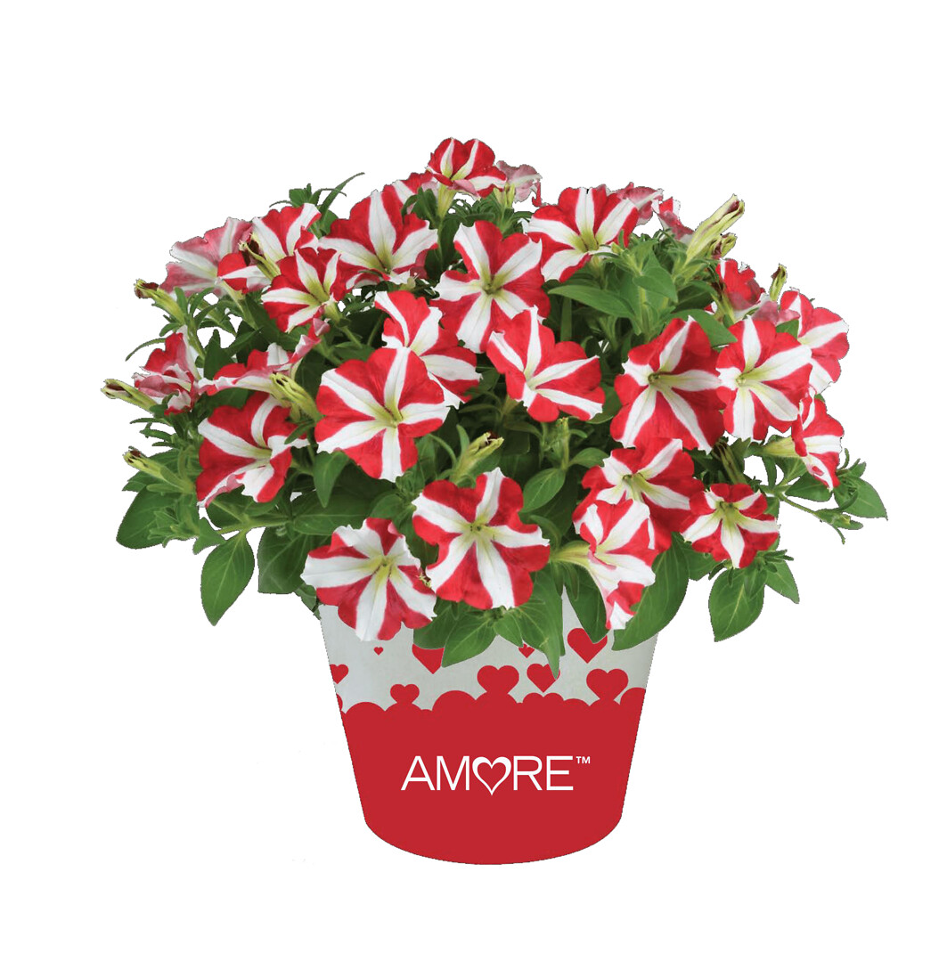 Petunia x atkinsiana Amore™ King of Hearts Imp