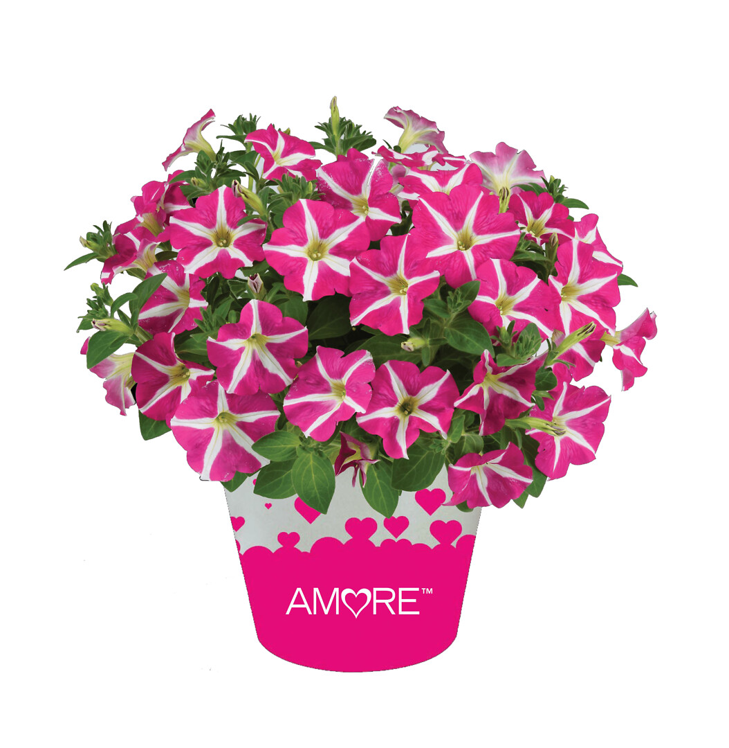Petunia x atkinsiana Amore™ Pink Hearts