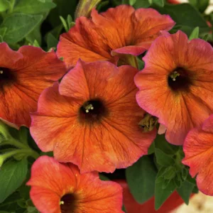 Petunia x atkinsiana PETCHOA BeautiCal® Cinnamon