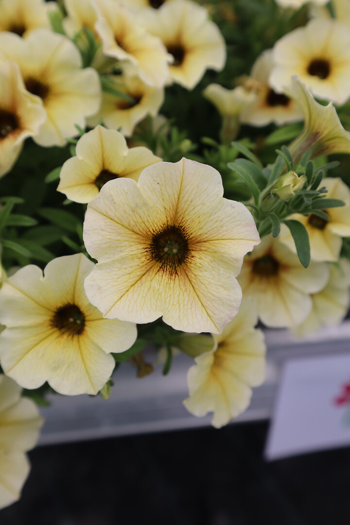 Petunia x atkinsiana PETCHOA BeautiCal® French Vanilla