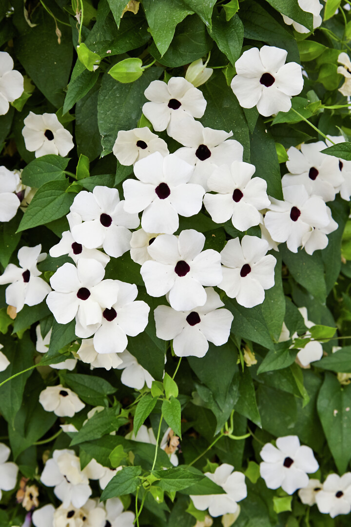 Thunbergia alata Sunny Susy® White Halo