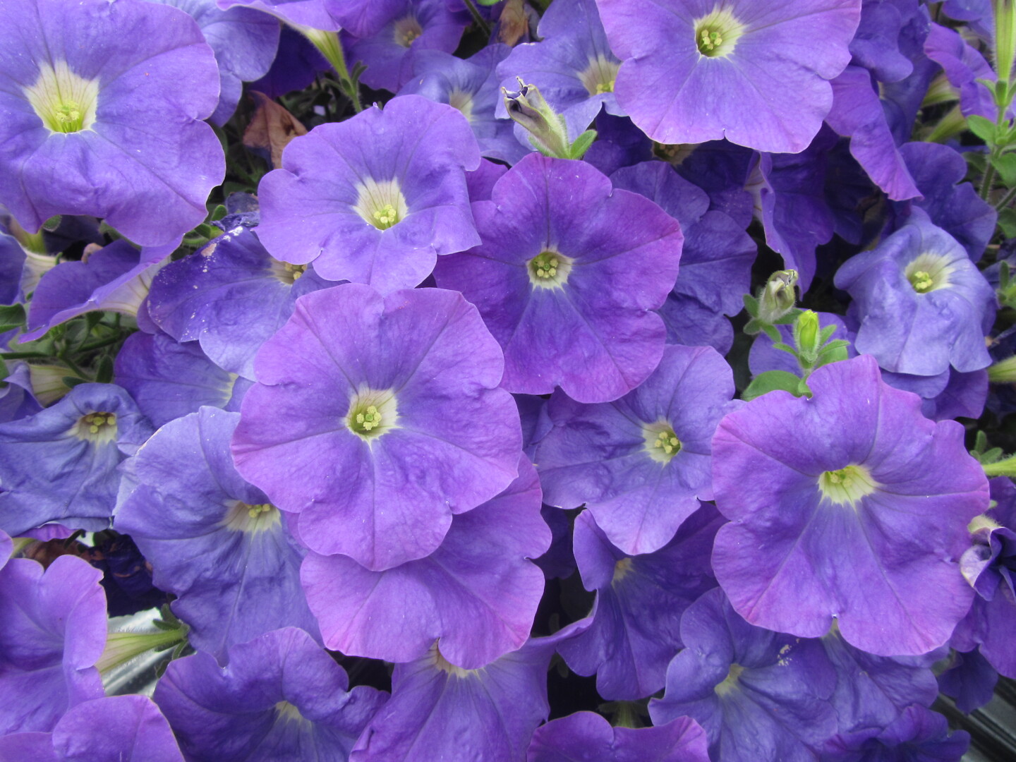 Petunia hybrid Sanguna® Sky Blue