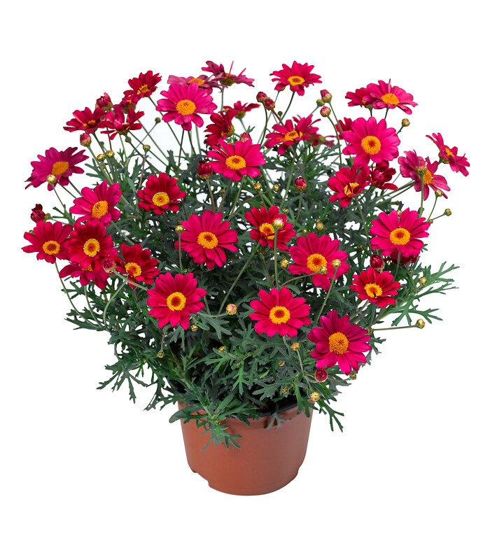 Argyranthemum frutescens Molimba® M Deep Rose