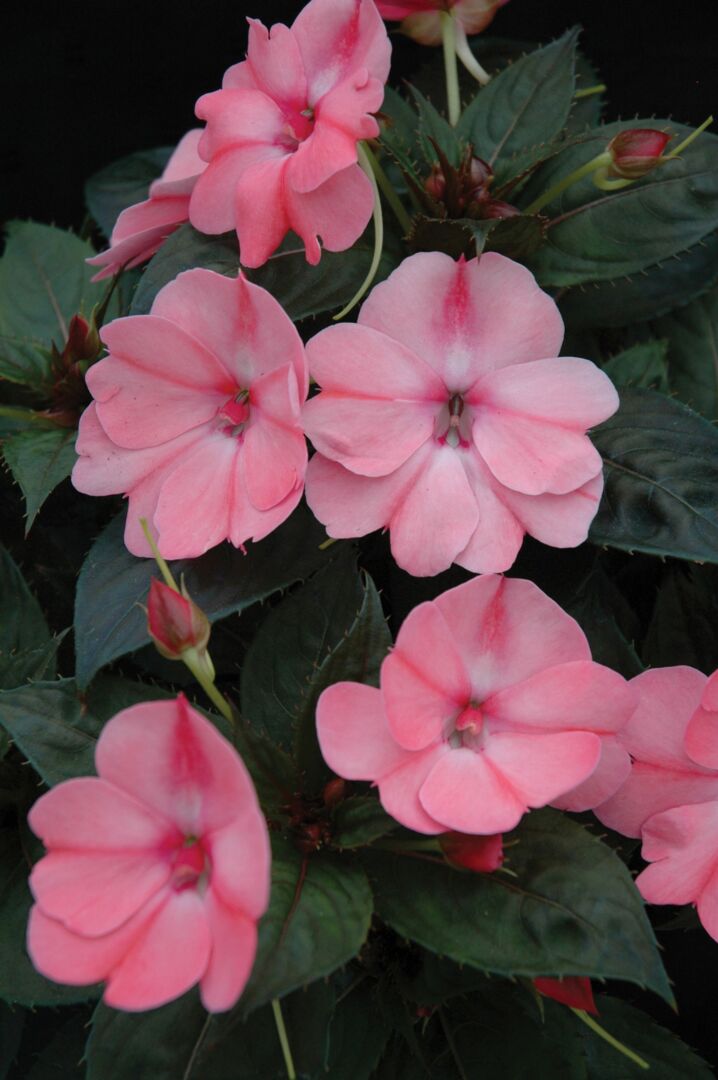 Impatiens x Neu-Guinea SunPatiens® Compact Blush Pink