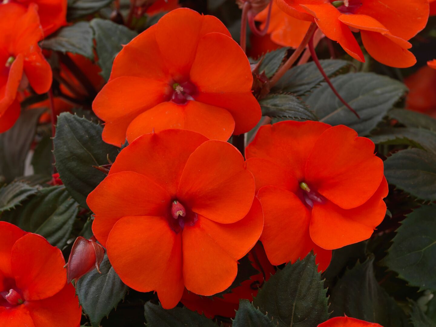 Impatiens x Neu-Guinea SunPatiens® Compact Hot Coral