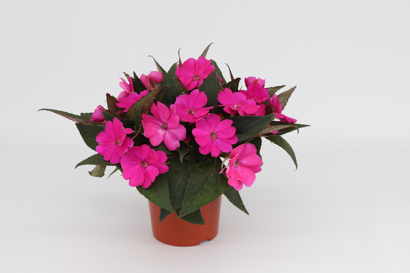 Impatiens x Neu-Guinea SunPatiens® Compact Hot Lilac