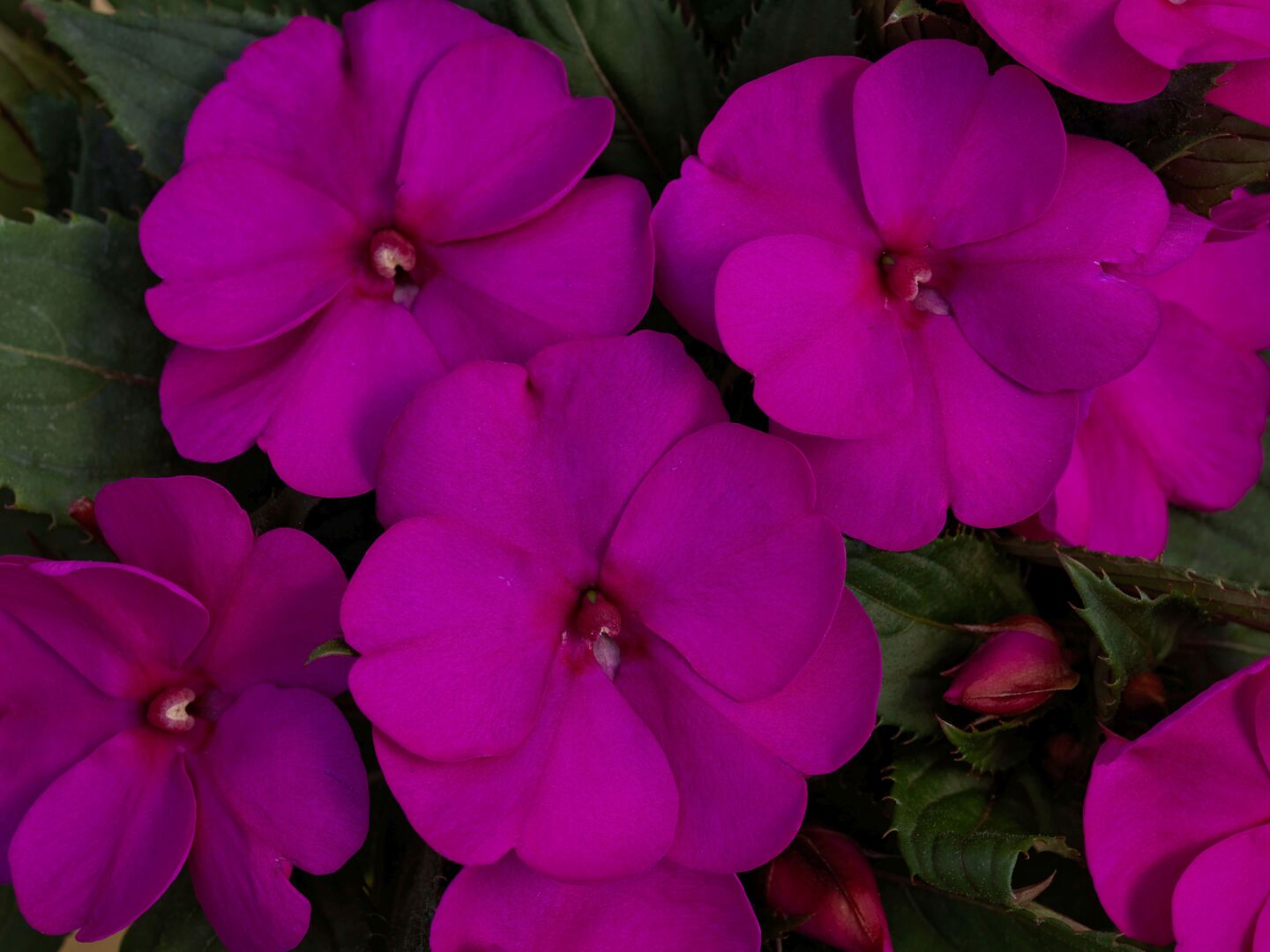 Impatiens x Neu-Guinea SunPatiens® Compact Purple