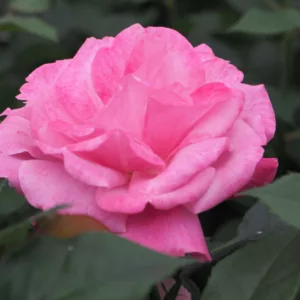 Rosa hybrid Sweet Perfume®