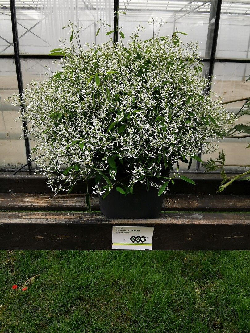 Chamaesyce hypericifolia Summer Snow