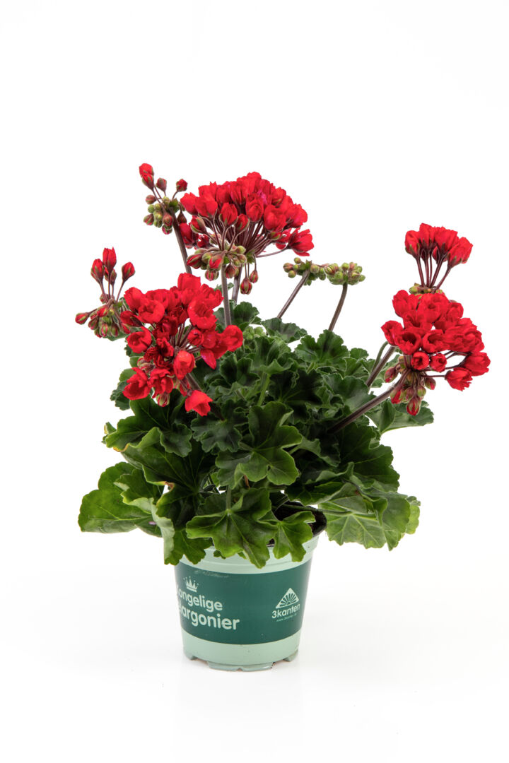 Pelargonium zonale Carmen Andrea